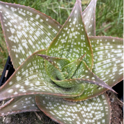 Aloe deltoideonta sparkler