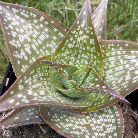 Aloe deltoideonta sparkler