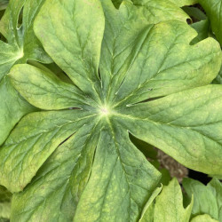 Podophyllum peltatum