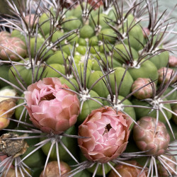 Gymnocalycium saglionis