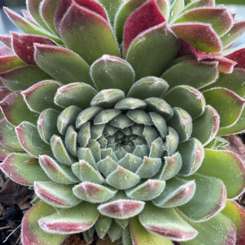 Sempervivum sugar shimmer®