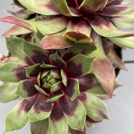 Sempervivum cranberry cocktail®