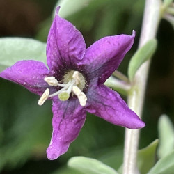 Lycium barbarum gojidelys®