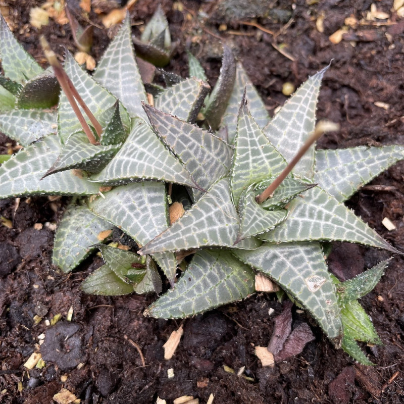 Haworthia tessallata