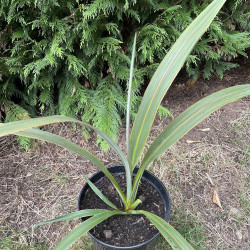 Cordyline indivisa