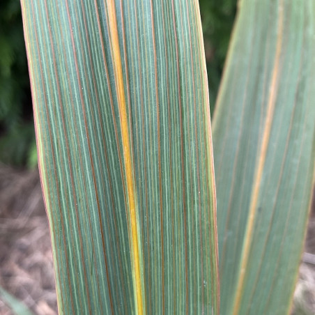 Cordyline indivisa