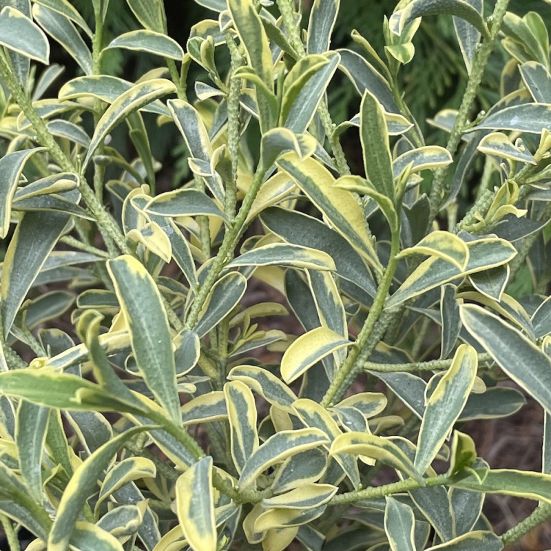 Philotheca myoporoides variegata Philotheca myoporoides variegata
