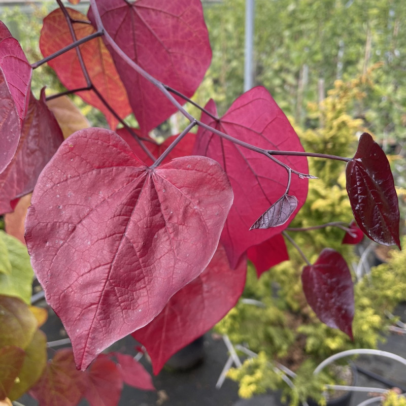 Cercis canadensis eternal flame