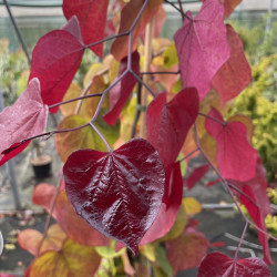 Cercis canadensis eternal flame