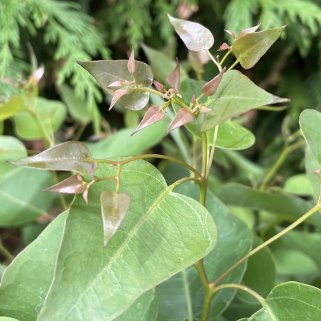 Eucalyptus Kaduri KKL