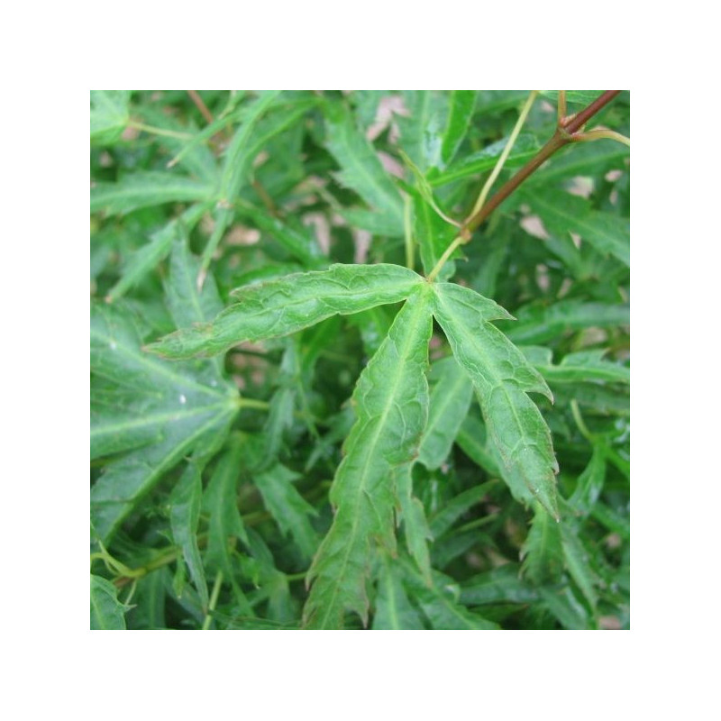 Acer palmatum 'Kamagata'