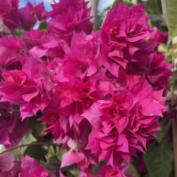 Bougainvillea fiore doppio