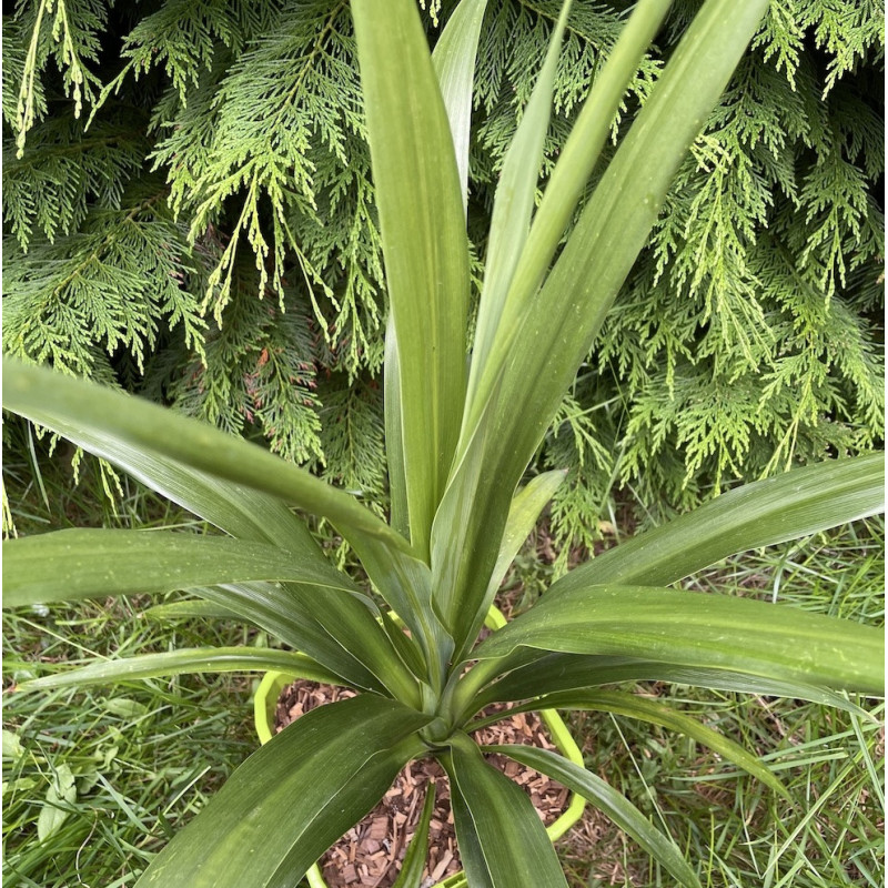 Cordyline emerald star