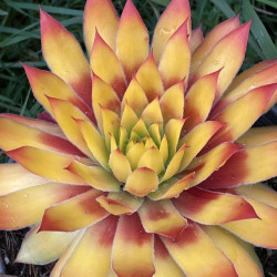 Sempervivum gold nugget®