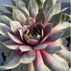 Sempervivum berry blues®