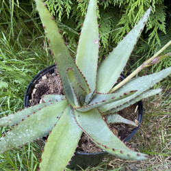 Aloe conifera twirls