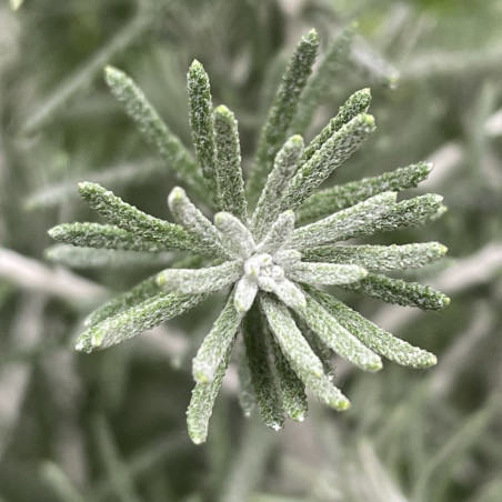 Ozothamnus silver jubilee