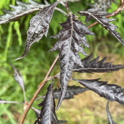 Fagus midnight feather PBR