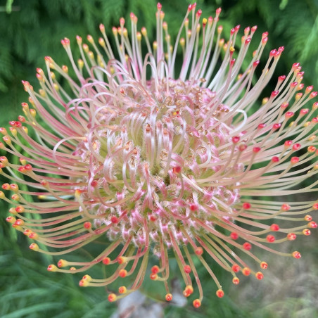 Leucospermum Ayoba® pink