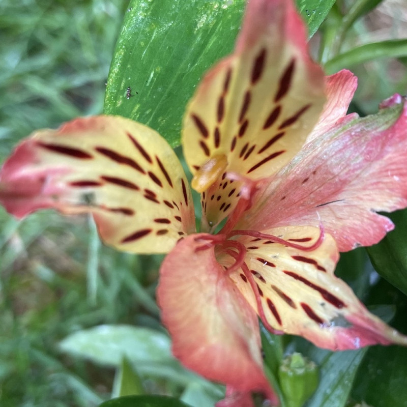 Alstroemeria inticancha Bryce®