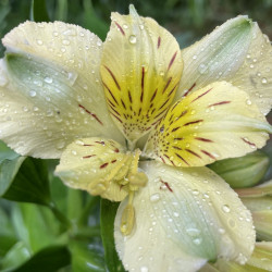 Alstroemeria inticancha spring valley®