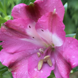 Alstroemeria inticancha romance ®