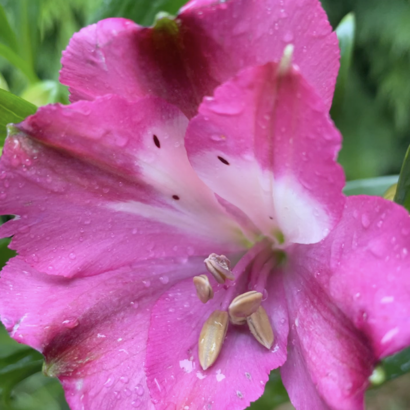 Alstroemeria inticancha romance®