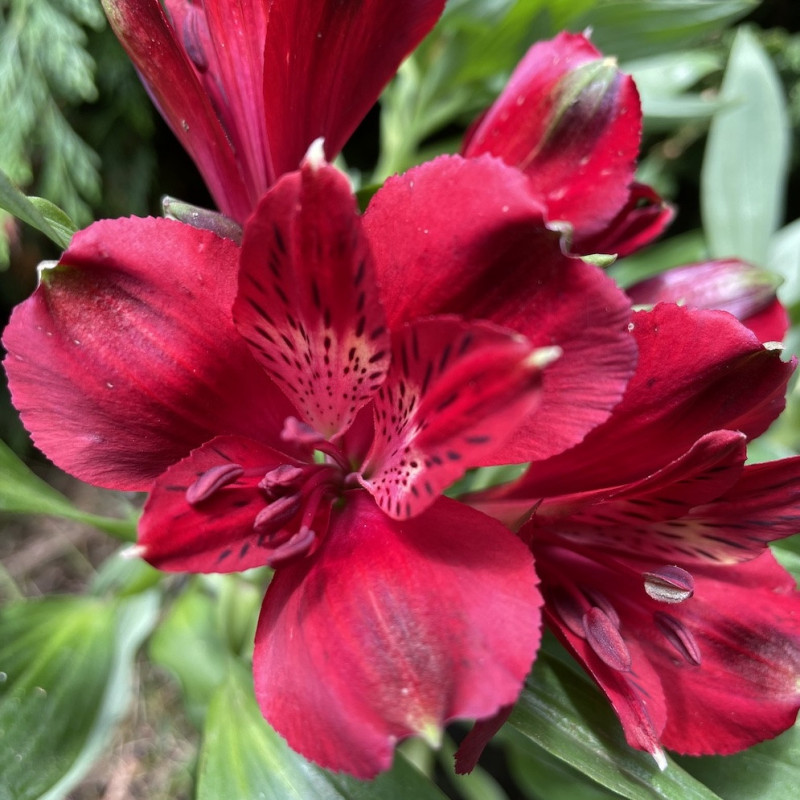 Alstroemeria inticancha 'doba'®, lis des Incas