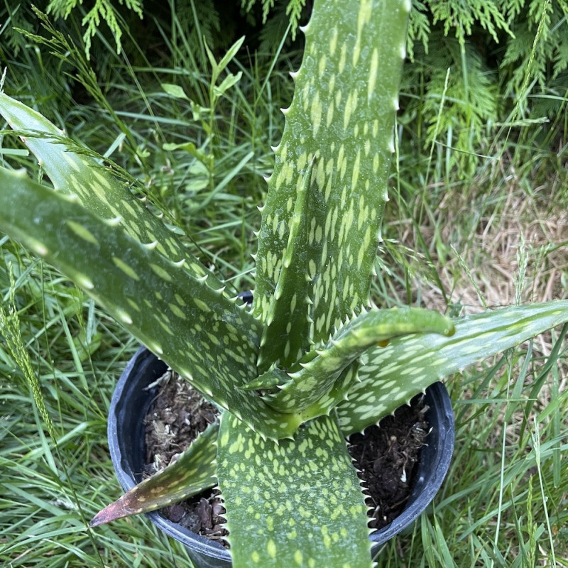 Aloe macrosiphon