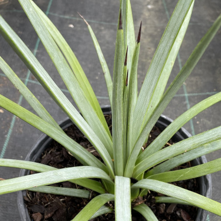 Agave striata falcata blue