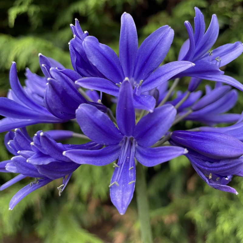 Agapanthus pino Agapanthus pino