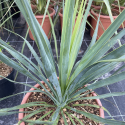 Yucca aloifolia x Yucca rostrata