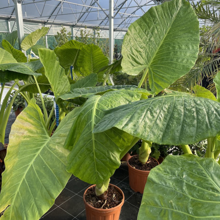 Alocasia Borneo giant