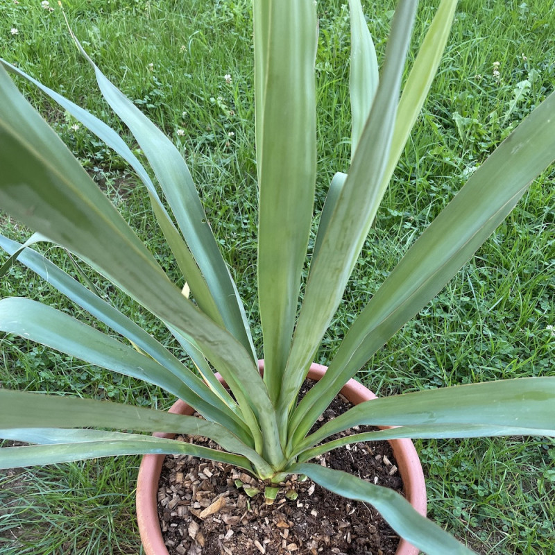 Yucca treculeana x Yucca rostrata