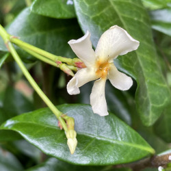 Trachelospermum chili & vanilla
