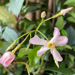 Trachelospermum rose d'Inde