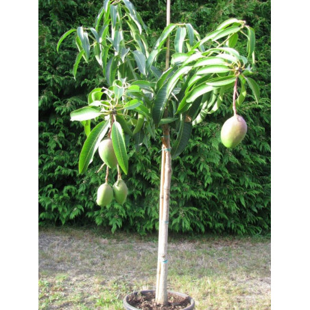 Mangifera indica 'Kingston'