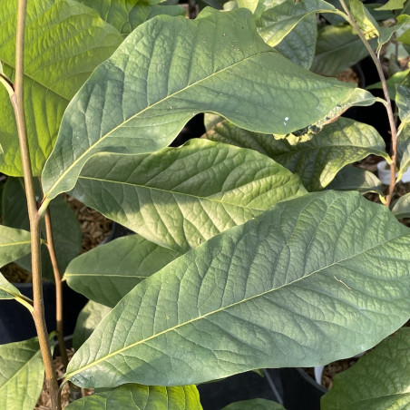 Asimina triloba summer delight