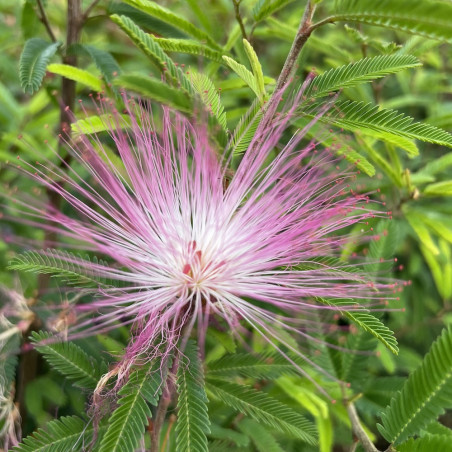 Calliandra dixie pink