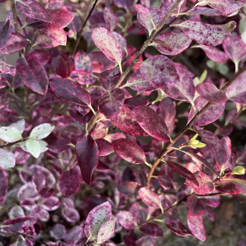 Pittosporum Bannow Bay