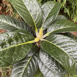 Rhododendron falconeri