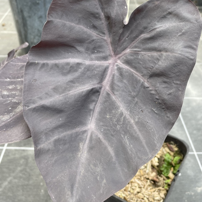 Colocasia noble gigante