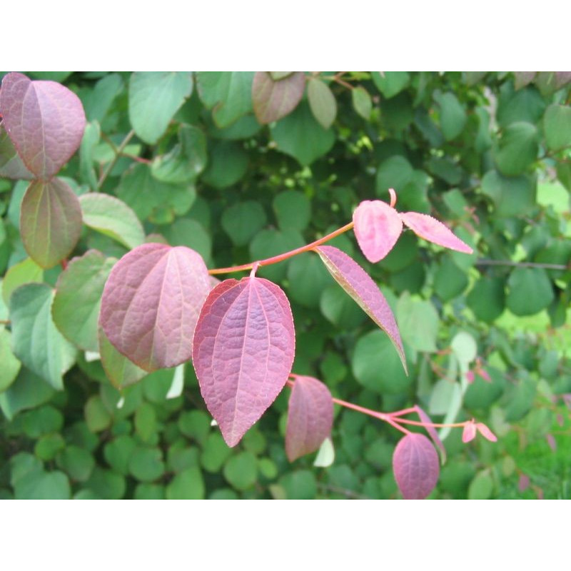 Cercidiphyllum japonicum