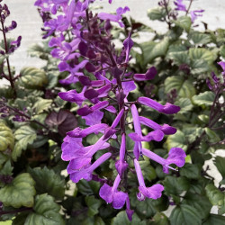 Plectranthus magic Mona purple