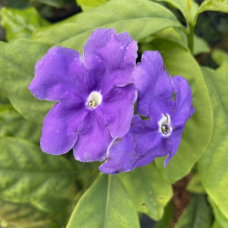 Brunfelsia pauciflora