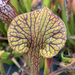 Sarracenia super ornata