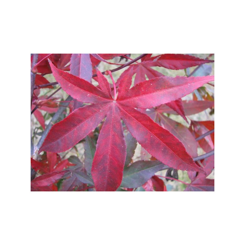 Acer palmatum 'red emperor'