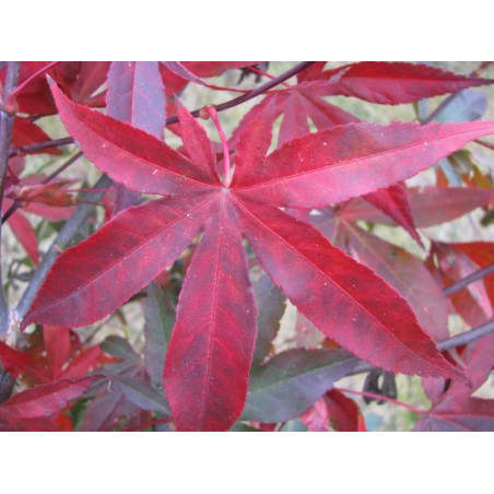 Acer palmatum 'red emperor'