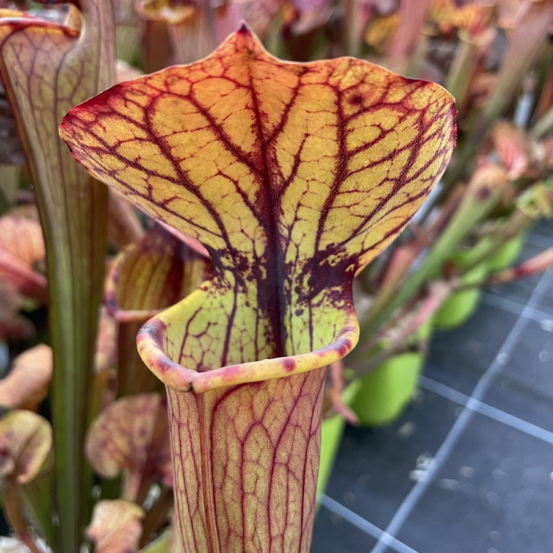 Sarracenia Tygo