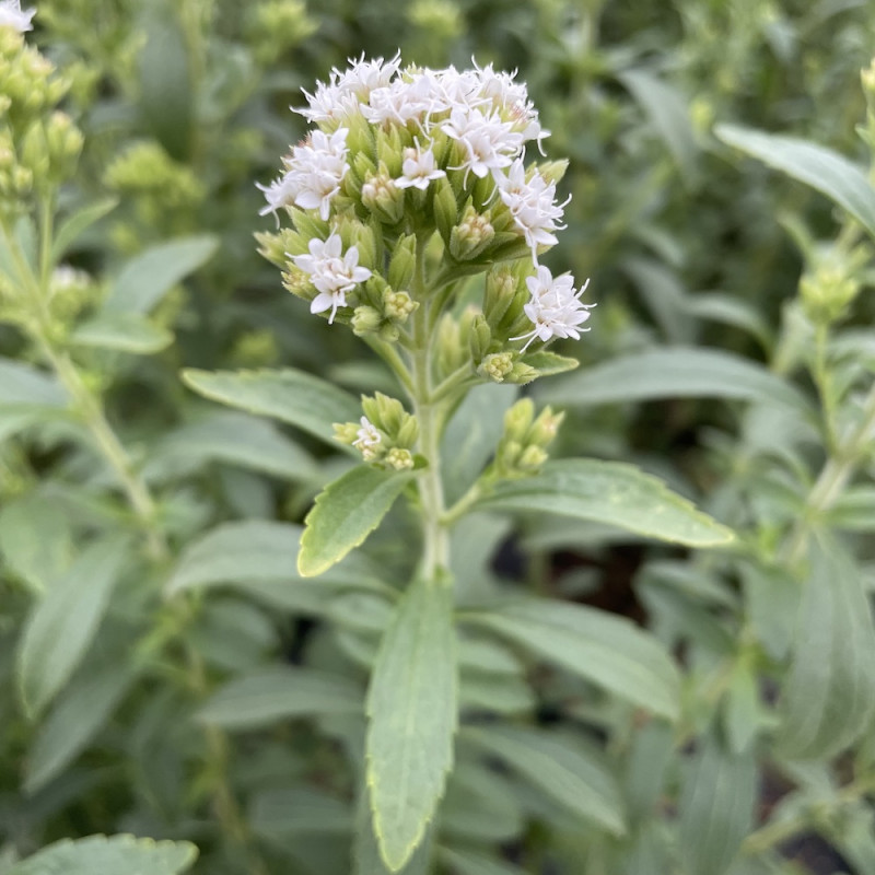 Stevia rebaudiana, plante à sucre